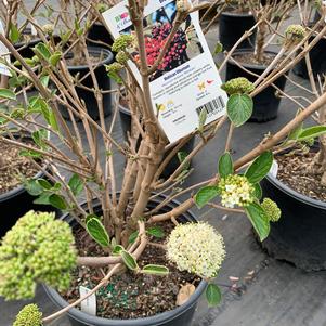 Viburnum lantana Mohican