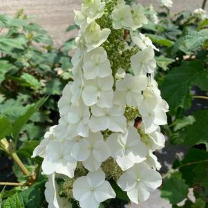 Hydrangea quercifolia Snow Queen