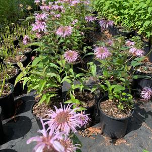 Monarda 