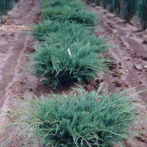 Juniperus virginiana Grey Owl