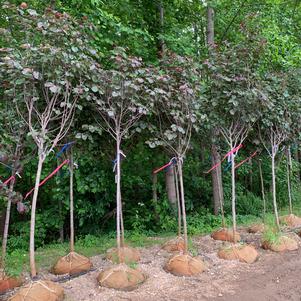 Cercis canadensis Merlot