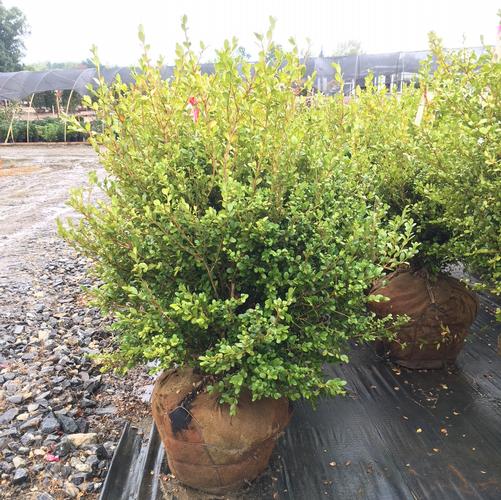 Buxus microphylla var. japonica Wintergreen