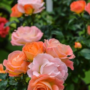 Rosa Drift® Peach (PP18542) 