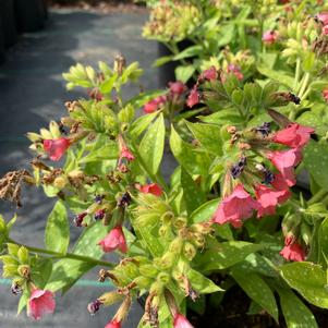 Pulmonaria Shrimps on the Barbie