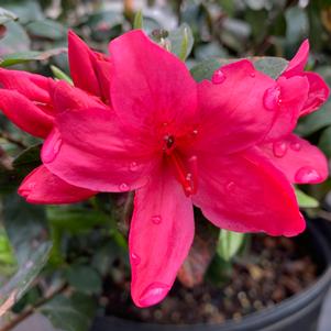 Azalea-Rhododendron Carla hybrid Sunglow