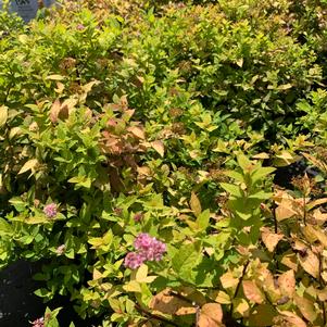 Spiraea JAPONICA LEMON PRINCESS