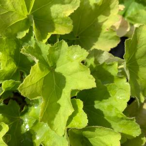 Heuchera Citronelle