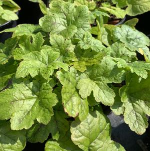 Tiarella cordifolia 