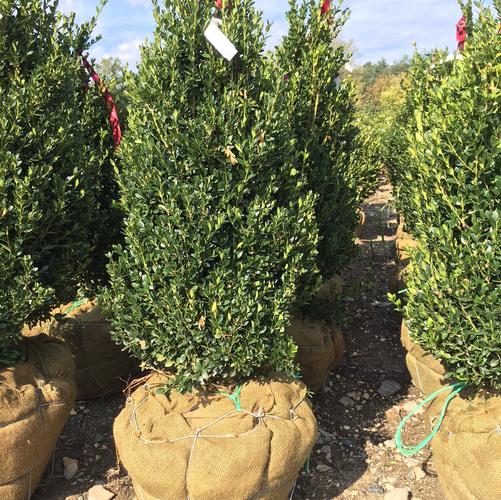 Buxus X Green Mountain