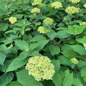 Hydrangea arborescens Lime Rickey®(PP28858) 