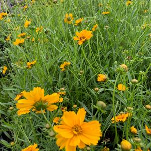 Coreopsis lanceolata 