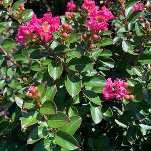 Lagerstroemia indica Pocomoke