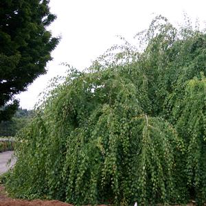 Cercidiphyllum japonicum Pendula