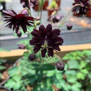 Aquilegia Black Barlow