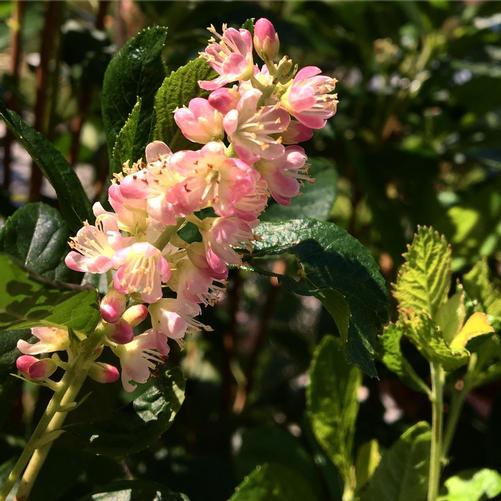 Clethra alnifolia Ruby Spice