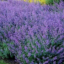 Nepeta faassenii Walker's Low