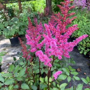 Astilbe chinensis Maggie Daley