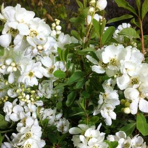 Exochorda x macrantha The Bride