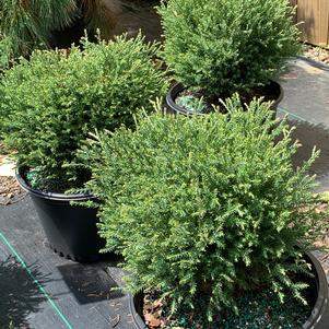 Thuja occidentalis Mr. Bowling Ball