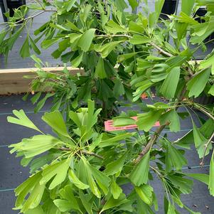 Ginkgo biloba Saratoga