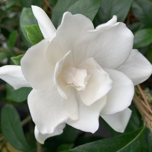 Gardenia jasminoides August Beauty