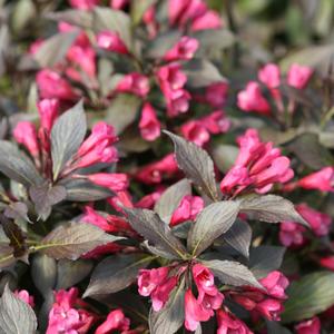 Weigela florida Spilled Wine®(PP23781) 