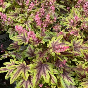 Heucherella Eye Spy