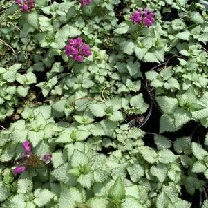 Lamium maculatum Purple Dragon