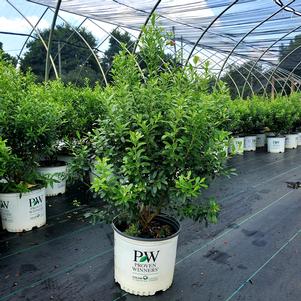 Ilex glabra Strongbox® (pp30147) 