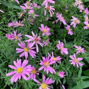 Aster dumosus Woods Pink