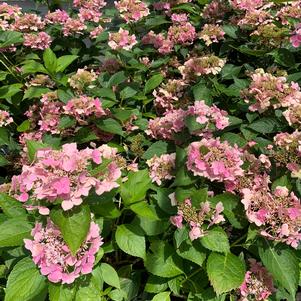 Hydrangea macrophylla Lets Dance® Starlight (PP20019) 