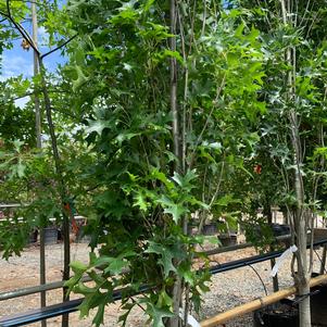 Quercus palustris Green Pillar