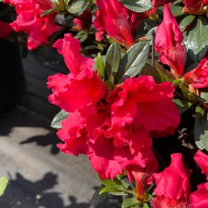 Azalea-Rhododendron Rutherfordiana hybrid Red Ruffles