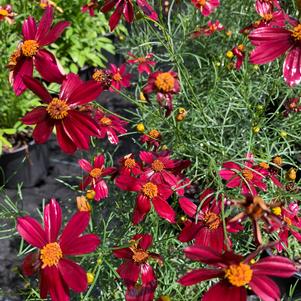 Coreopsis Red Satin PP25736