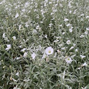 Cerastium tomentosum 