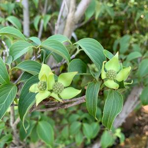 Cornus kousa Greensleeves