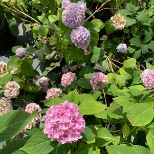 Hydrangea macrophylla All Summer Beauty