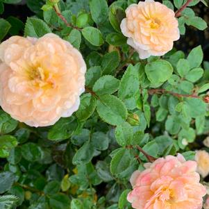 Rosa Drift® Apricot (PP23354) 