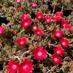 Delosperma Jewel of Desert Garnet