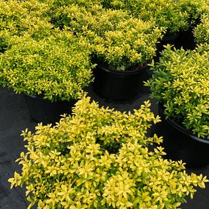 Ilex crenata Golden Soft Touch