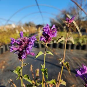 Agastache Blue Boa