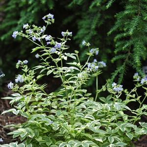 Polemonium reptans Stairway to Heaven