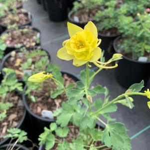 Aquilegia caerulea Sunshine