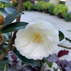 Camellia sasanqua Mine No Yuki