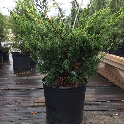 Juniperus chinensis Shimpaku