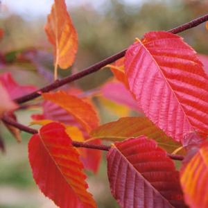 Carpinus caroliniana 