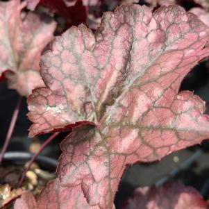 Heuchera Amethyst Mist