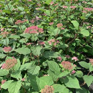 Hydrangea arborescens Invincibelle Lace® (pp33290) 