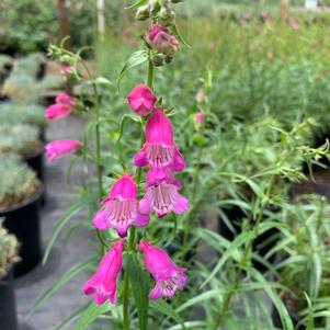 Penstemon mexicali Red Rocks