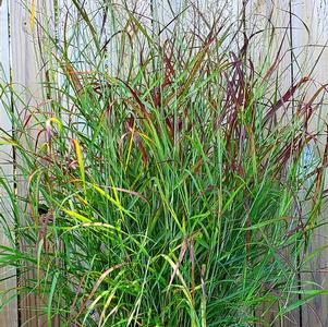 PANICUM VIRGATUM RUBY RIBBONS